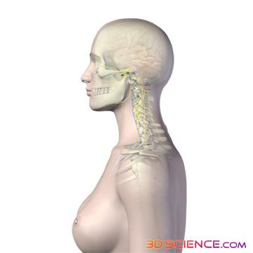 neck nerves graphic